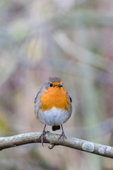 Robin on a branch without snow
