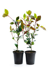 Photinia plants in black pot isolated on white. Ready for planting.