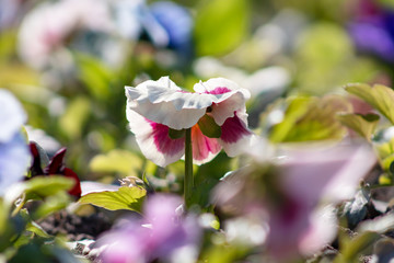 Colorful background of blue yellow red purple pansy Viola flowers, soft focus