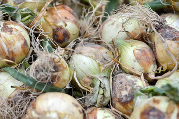 A heap of fresh harvest green onions with roots on a market in Spain.