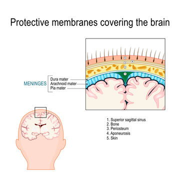 Protective membranes covering the brain. Meninges