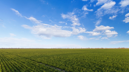 green young wheat field / bright Sunny day agriculture