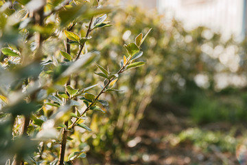 green hedge in sunlight, selective focus background