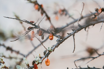 sea buckthorn tree with berries but without leaves on the tree have faded