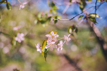 Close up sakura bloom, cherry blossom, cherry tree on a blurred green tree and blue sky background