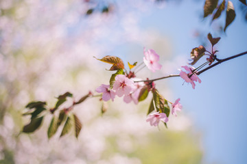 Close up sakura bloom, cherry blossom, cherry tree on a blurred green tree and blue sky background