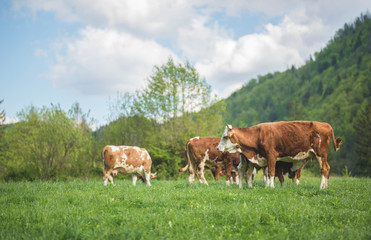 Naklejka na ściany i meble Swiss brown Cows on a meadow in the mountains, eating grass