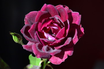 blooming rose