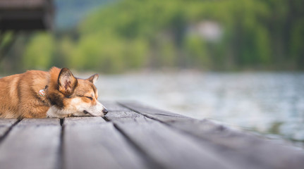 Naklejka na ściany i meble Cute sable welsh corgi dog lying down on a bridge portrait