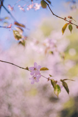 Fototapeta premium Close up sakura bloom, cherry blossom, cherry tree on a blurred green tree and blue sky background
