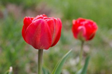 Two tulip red flowers on green background in the garden
