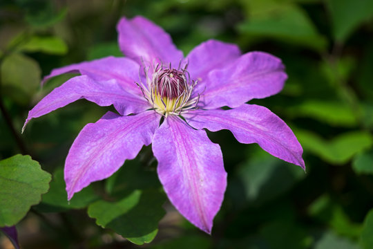 5 件の最適な 鉄線花 画像 ストック写真 ベクター Adobe Stock
