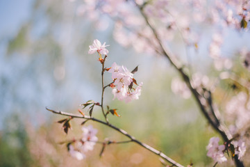 Close up sakura bloom, cherry blossom, cherry tree on a blurred green tree and blue sky background