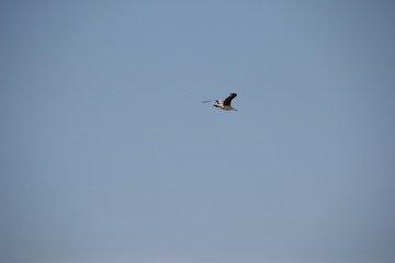 Bird in flight