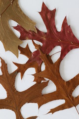 Naklejka na ściany i meble feuille morte chêne arbre automne graphique texture support arrière-plan fond