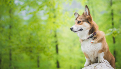 Welsh corgi pembroke dog portrait in the forest