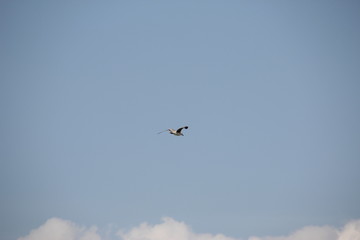 Bird in flight