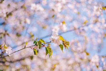 Close up sakura bloom, cherry blossom, cherry tree on a blurred blue sky background