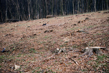 Place of deforestation in Chernelytsia village , Ivano-frankivska obl , Western Ukraine