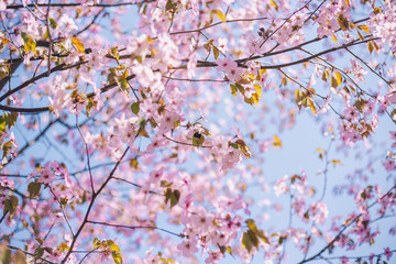 Obraz premium Close up sakura bloom, cherry blossom, cherry tree on a blurred blue sky background