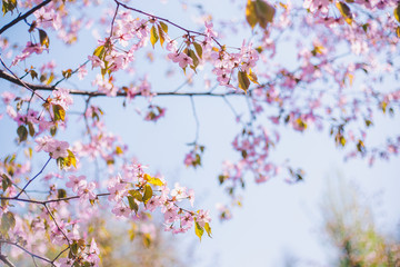 Obraz na płótnie Canvas Close up sakura bloom, cherry blossom, cherry tree on a blurred blue sky background
