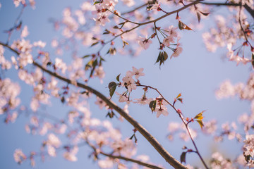 Close up sakura bloom, cherry blossom, cherry tree on a blurred blue sky background