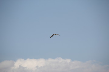 Bird in flight