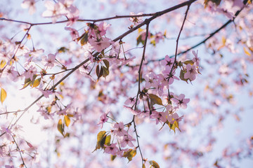 Close up sakura bloom, cherry blossom, cherry tree on a blurred blue sky background