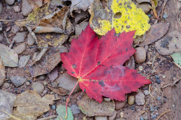 single maple leaf on the forest floor