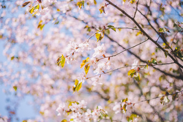 Close up sakura bloom, cherry blossom, cherry tree on a blurred blue sky background