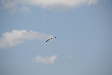 Bird in flight