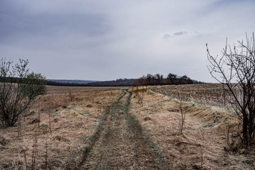 Fototapeta premium wild nature field and forest landscape