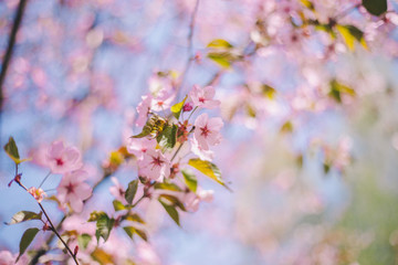 Close up sakura bloom, cherry blossom, cherry tree on a blurred blue sky background