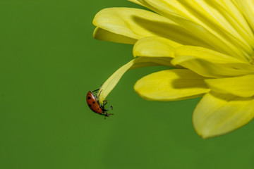 Ladybug on a Daisy