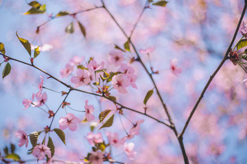 Close up sakura bloom, cherry blossom, cherry tree on a blurred blue sky background