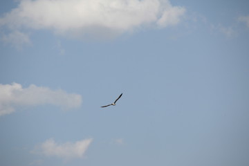 Bird in flight