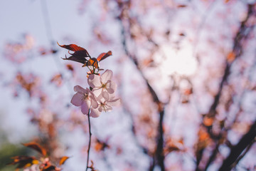 Close up sakura bloom, cherry blossom, cherry tree on a blurred blue sky background