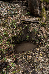 Natural underground spring water source in wild forest
