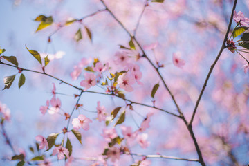 Fototapeta na wymiar Close up sakura bloom, cherry blossom, cherry tree on a blurred blue sky background