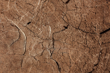 texture of  old tree stump vintage backgroud