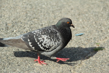 Bird on a street 
