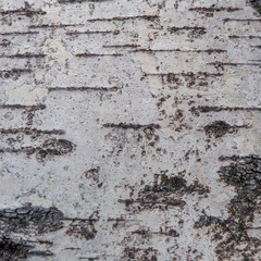 Black-white wooden striped and cracked natural texture of birch bark