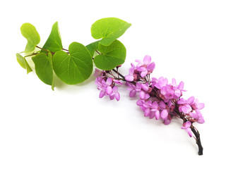 Blossoming fruit branch on white background. Pink elegance flowers. Green leaves.
