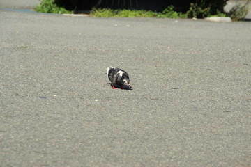 Bird on a street 
