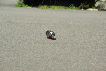 Bird on a street 