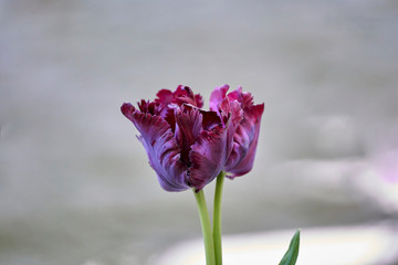 Fioletowy tulipan z postrzępionymi płatkami