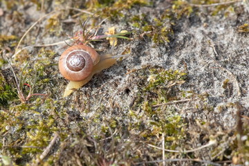 Schnecke