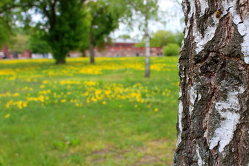 birch tree trunk in a meadow with dandelions