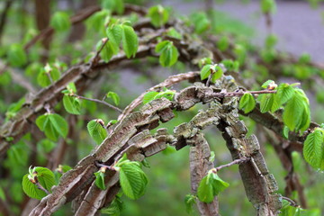 original bush plant of the Brest Fortress