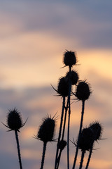 Thistle silhouette backlit at sunset